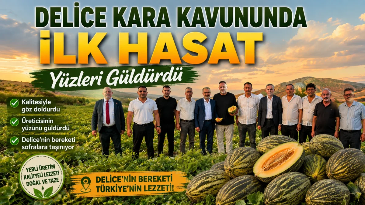 Delice Kara Kavununda İlk Hasat Yüzleri Güldürdü