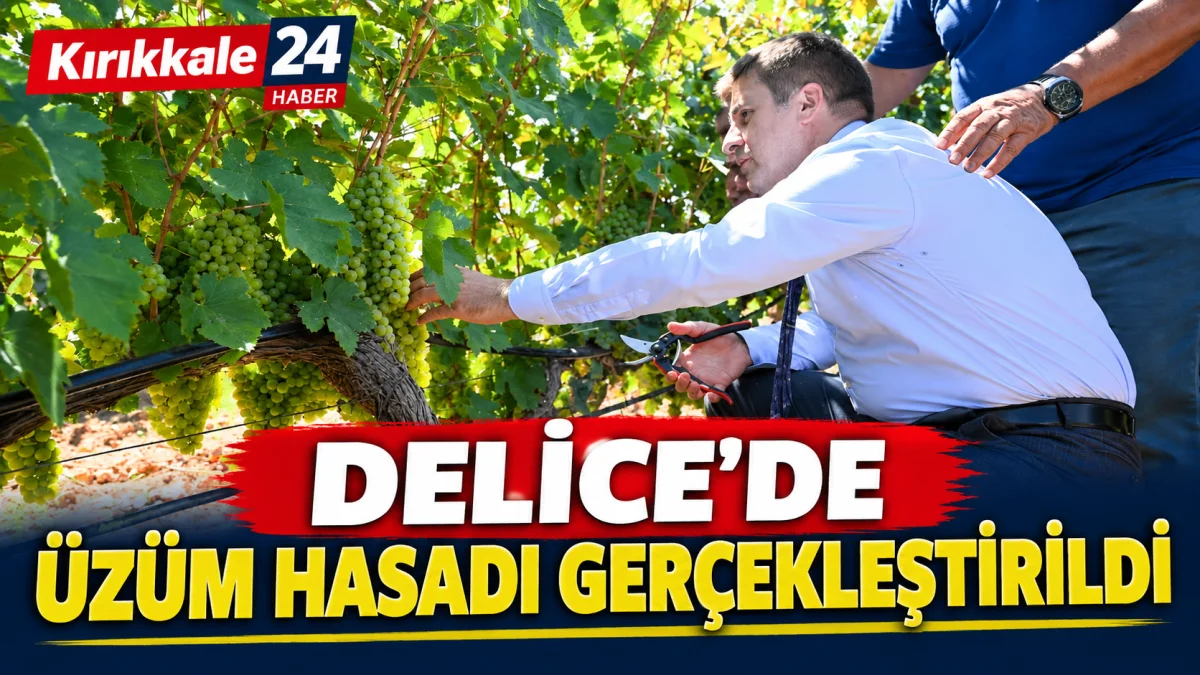 Delice’de Üzüm Hasadı Gerçekleştirildi