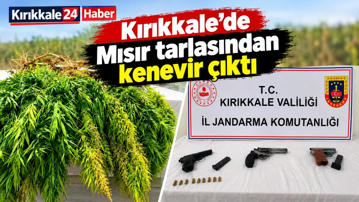 Kırıkkale'de Mısır tarlasından kenevir çıktı
