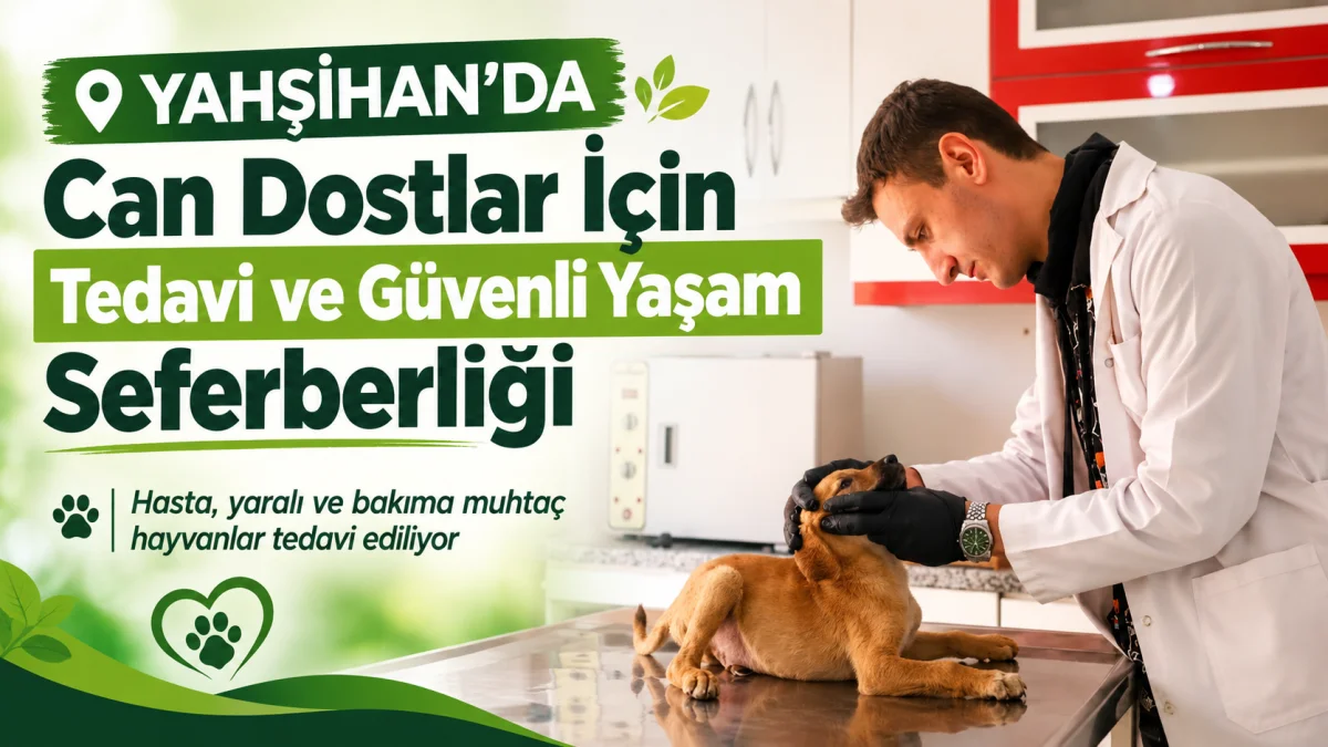 Yahşihan’da Can Dostlar İçin Tedavi ve Güvenli Yaşam Seferberliği