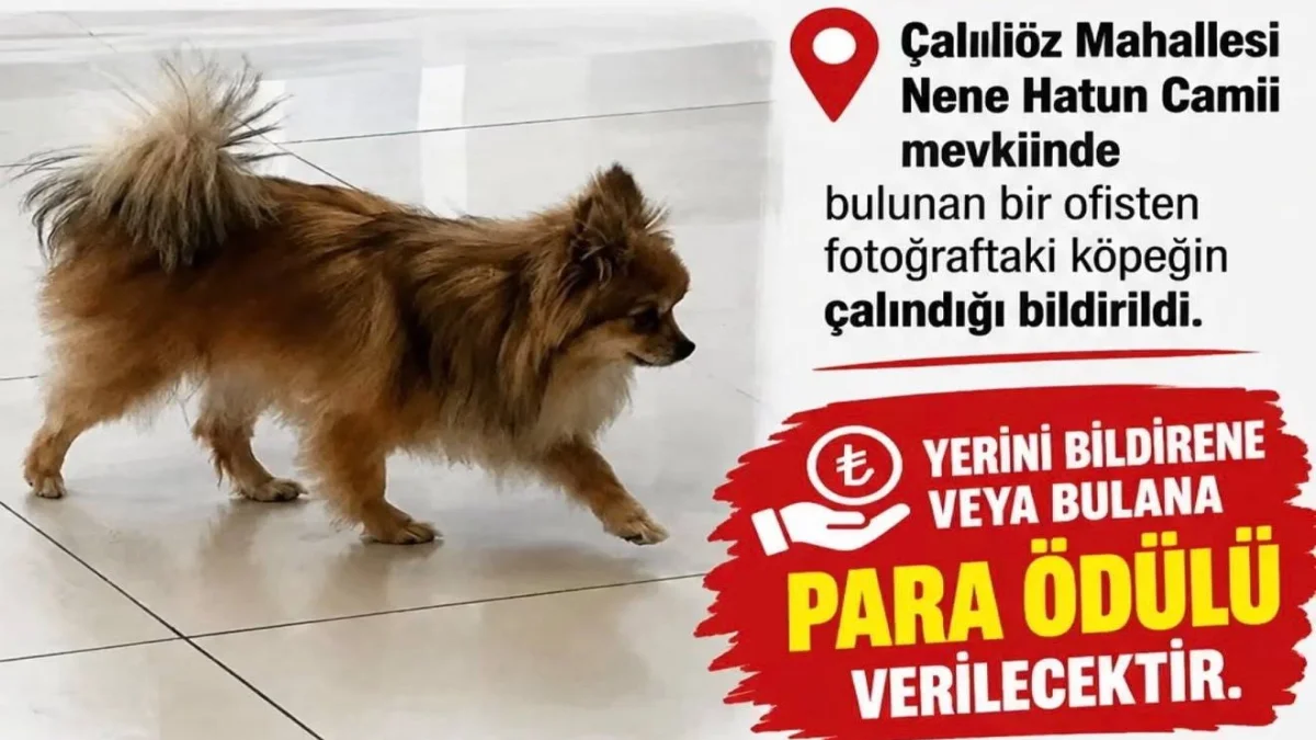 Kırıkkale'de kayıp köpek için 100 bin TL ödül!