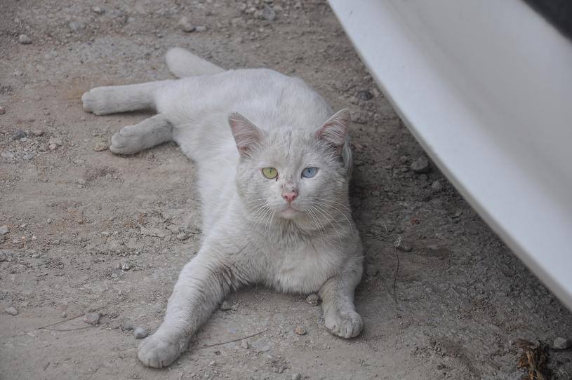 VAN KEDİSİ KIRIKKALE SOKAKLARINDA