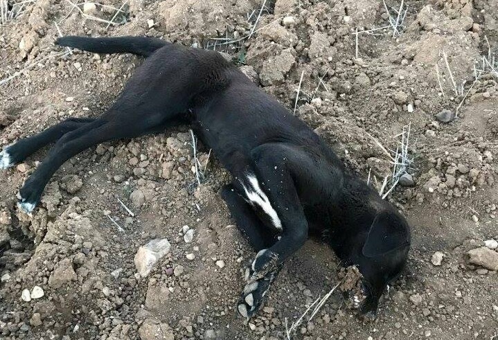 BAHŞILI’DA KÖPEKLERİ ZEHİRLEDİLER