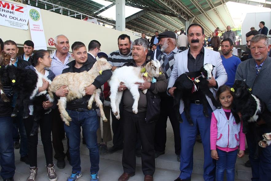 Kuzular Yarıştı