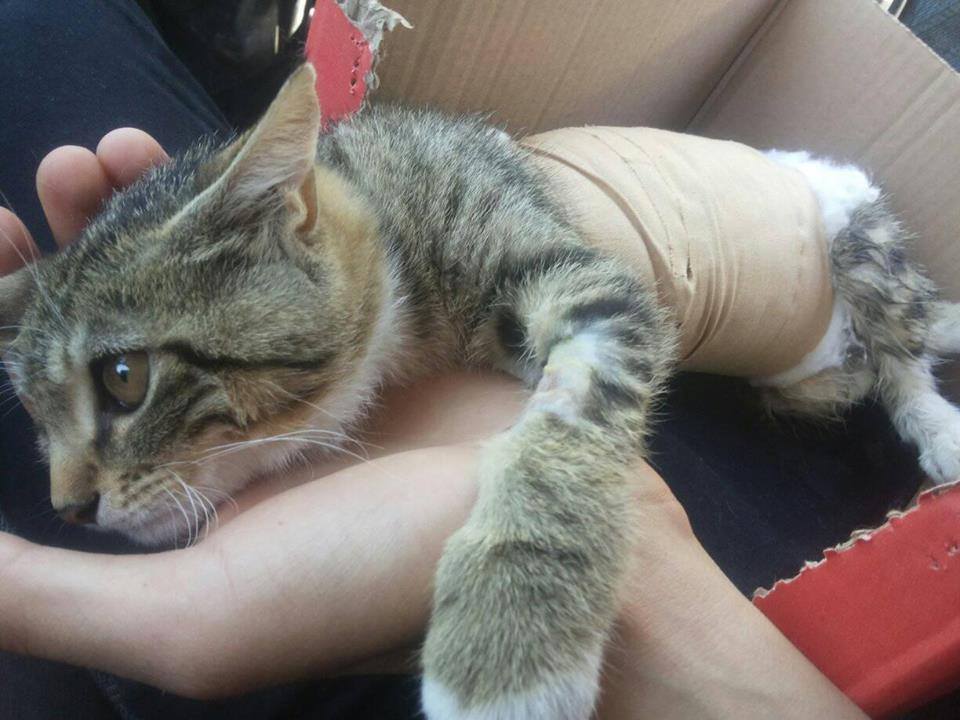 Yaralı Kedi Ameliyat Oldu