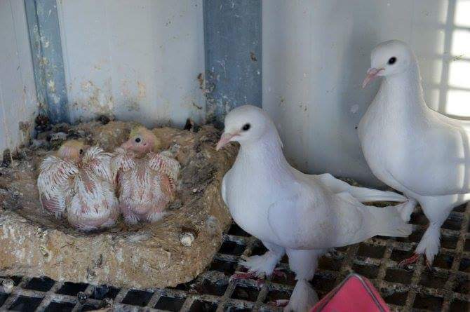 Şampiyon Taklacı Güvercinler Seçiliyor
