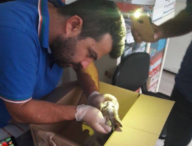 Yaralı Kedi’yi Kırıkkale’ye Getirdiler