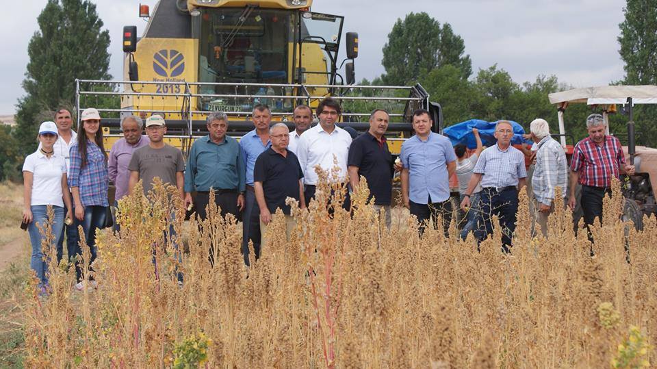 DELİCE’DE KİNOA HASADI