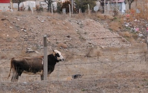 Kaçan Boğa 4 Saatte Yakalandı