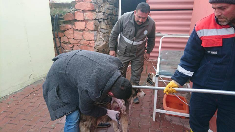 Yaralı Köpek Tedavi Edildi