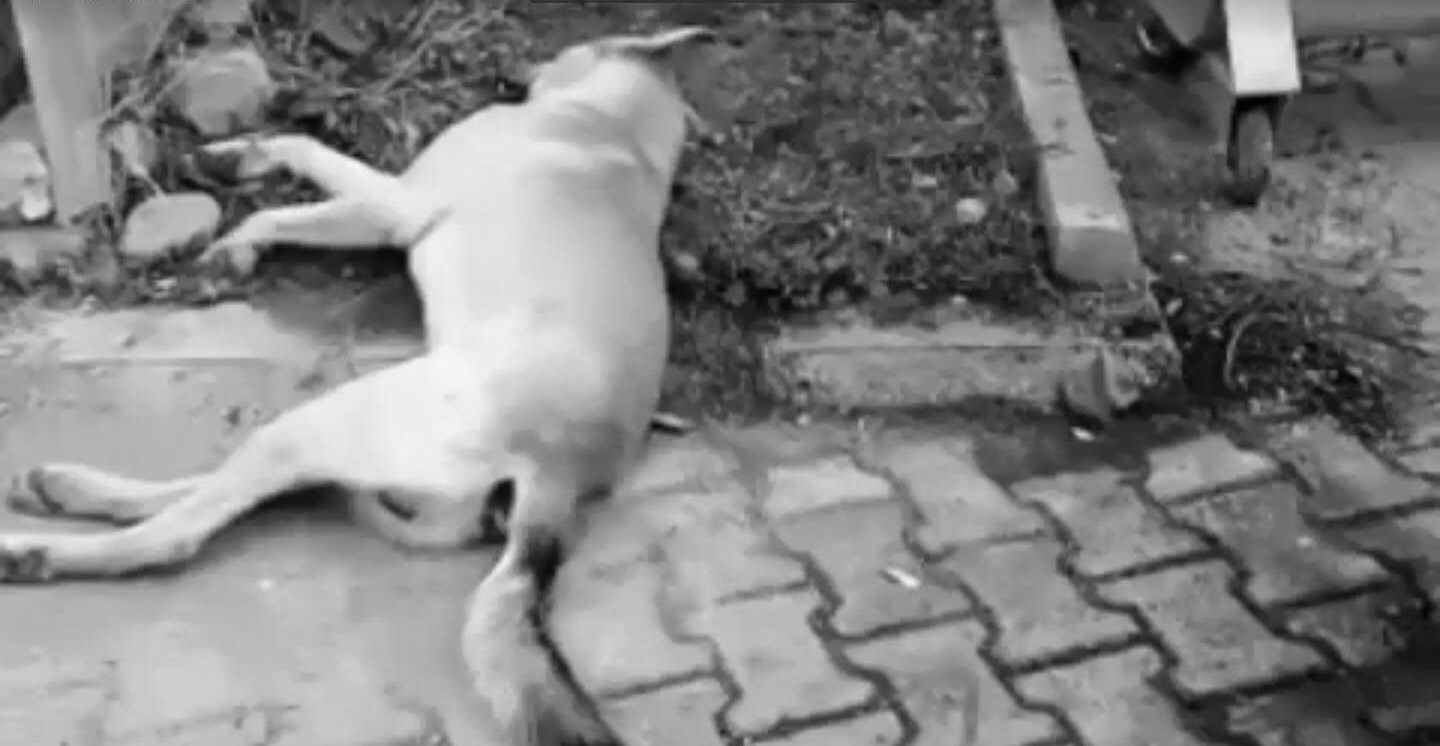 DELİCE’DE SOKAK KÖPEKLERİNİ BELEDİYE ZEHİRLEDİ İDDİASI