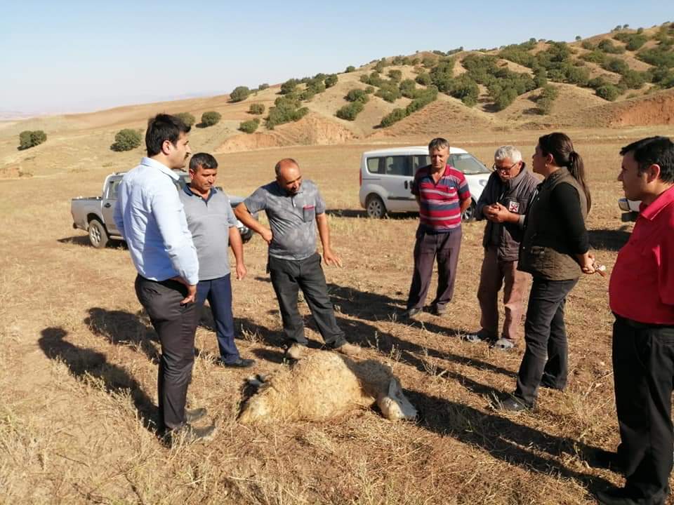 Kurtlar 15 Hayvanı Daha Telef Etti