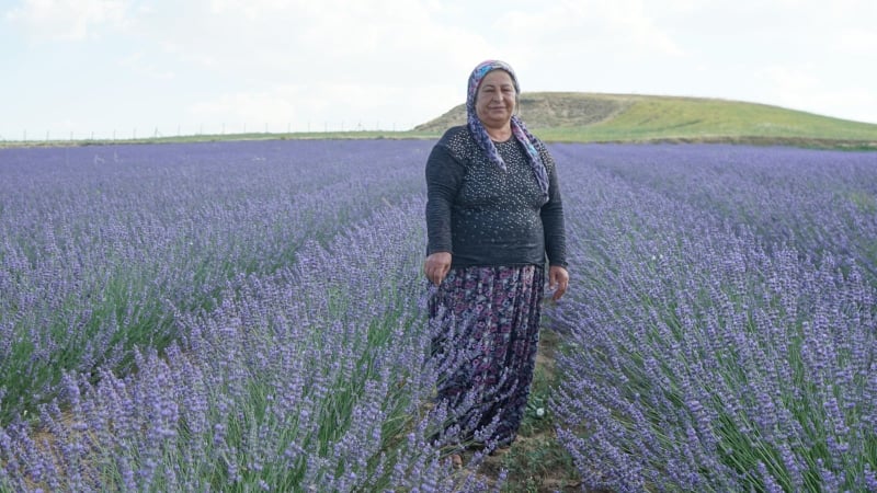 40 yıl sonra köyüne döndü tarlalarını lavanta bahçesine çevirdi