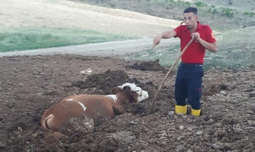 Gübreye Saplanan Tosunu Yahşihan İtfaiyesi Kurtardı