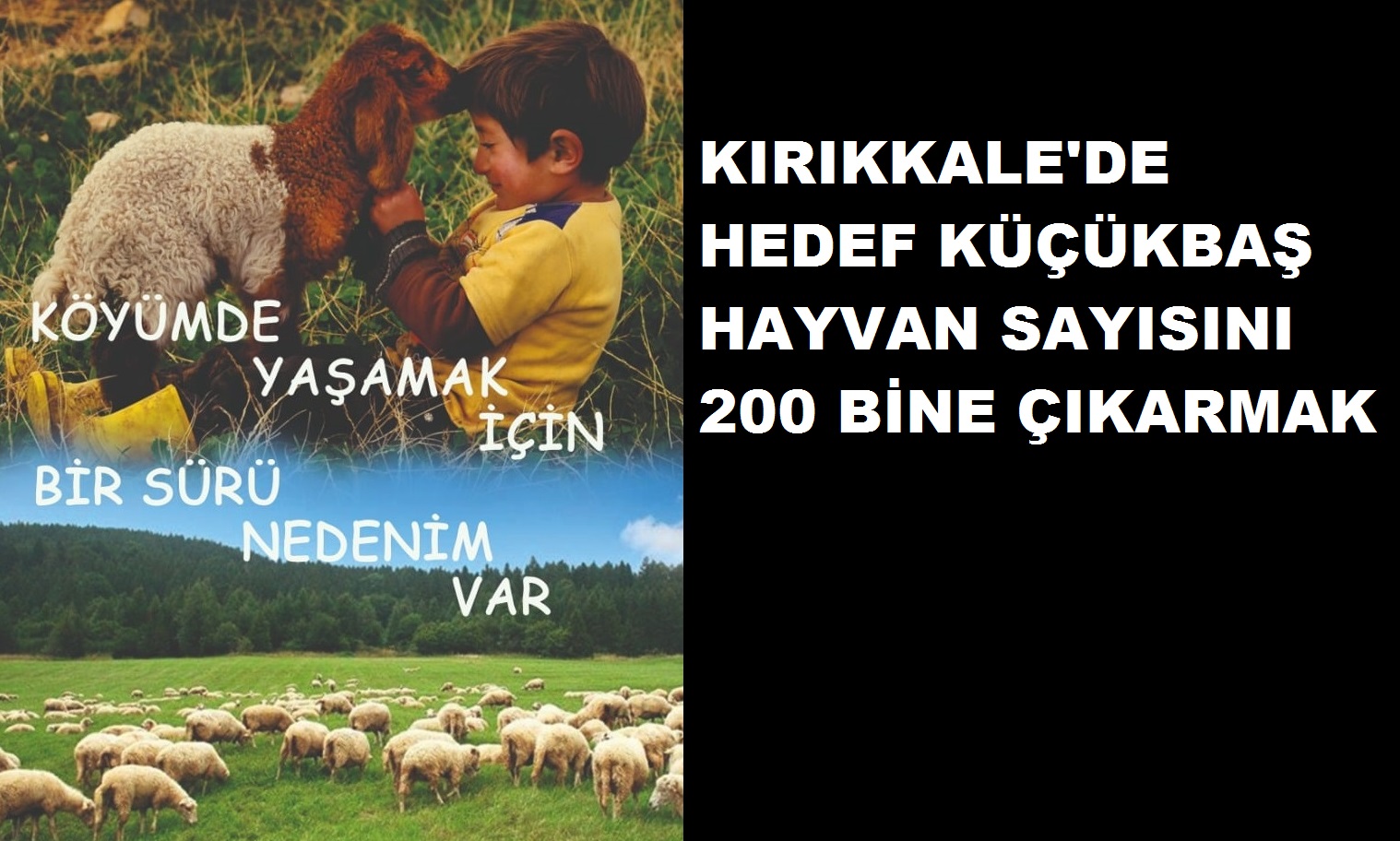Kırıkkale’de Hedef 200 Bin Küçükbaş Hayvan