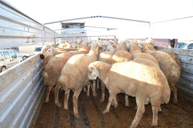 Kırıkkale’de 203 Adet Damızlık Koç Dağıtıldı