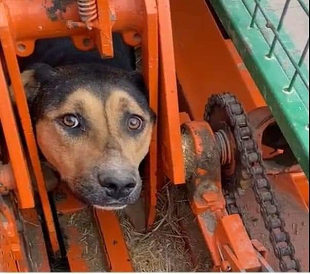 Yahşihan’da Kafası ve Ayakları Tarım Aracına Sıkışan Köpek Kurtarıldı