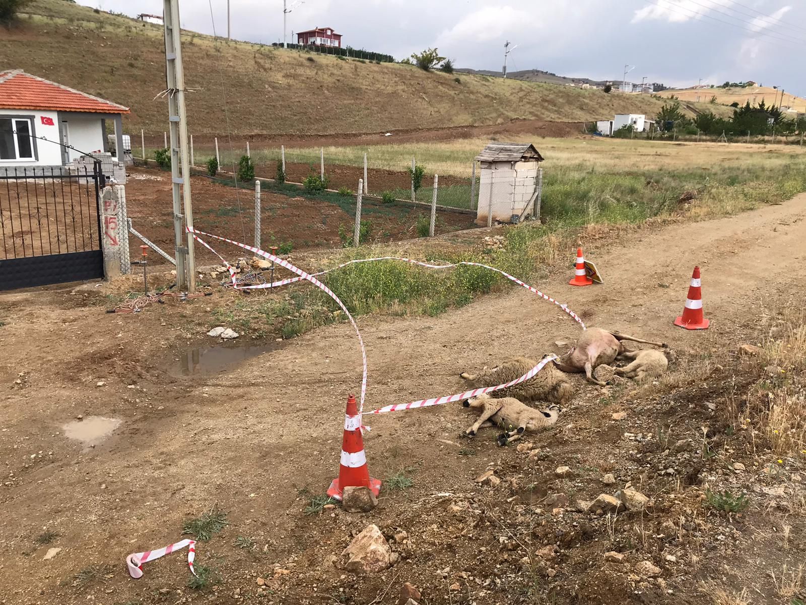 Elektrik Akımına Kapılan Koyunlar Telef Oldu