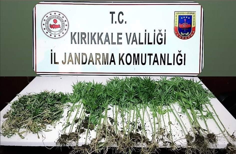 Akrabasının Tarlasına Hint Keneviri Ekti, Yakalandı