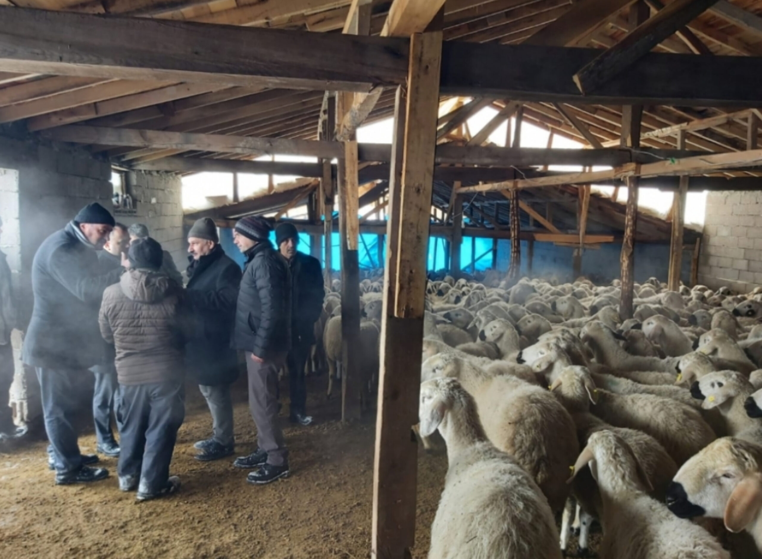 Ahırın çatısı çöktü, 550 küçükbaş hayvan son anda kurtuldu