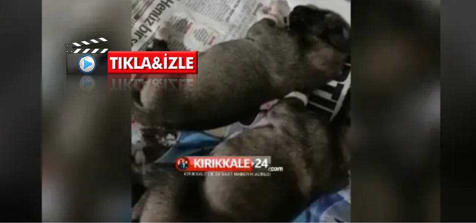 ”Anne” diyen yavru köpek şaşırttı