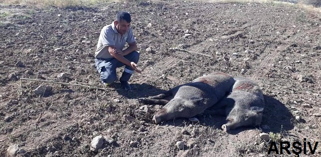Domuz Avı Yapıldı