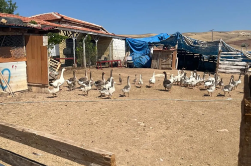 İzinsiz ve ruhsatsız hayvan besiciliği denetimi yapıldı