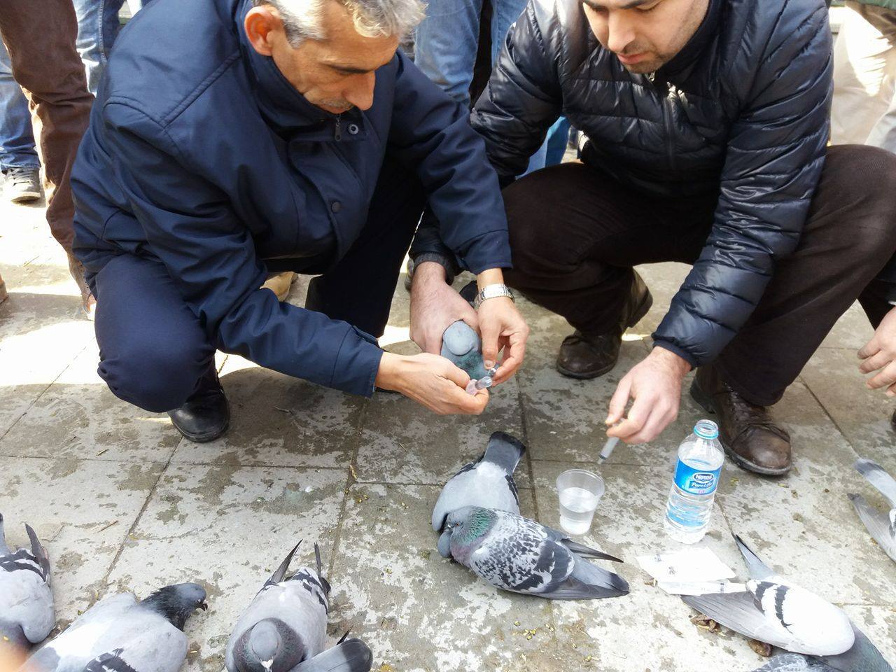 GÜVERCİNLERİ YANLIŞLIKLA ZEHİRLEDİM!!!