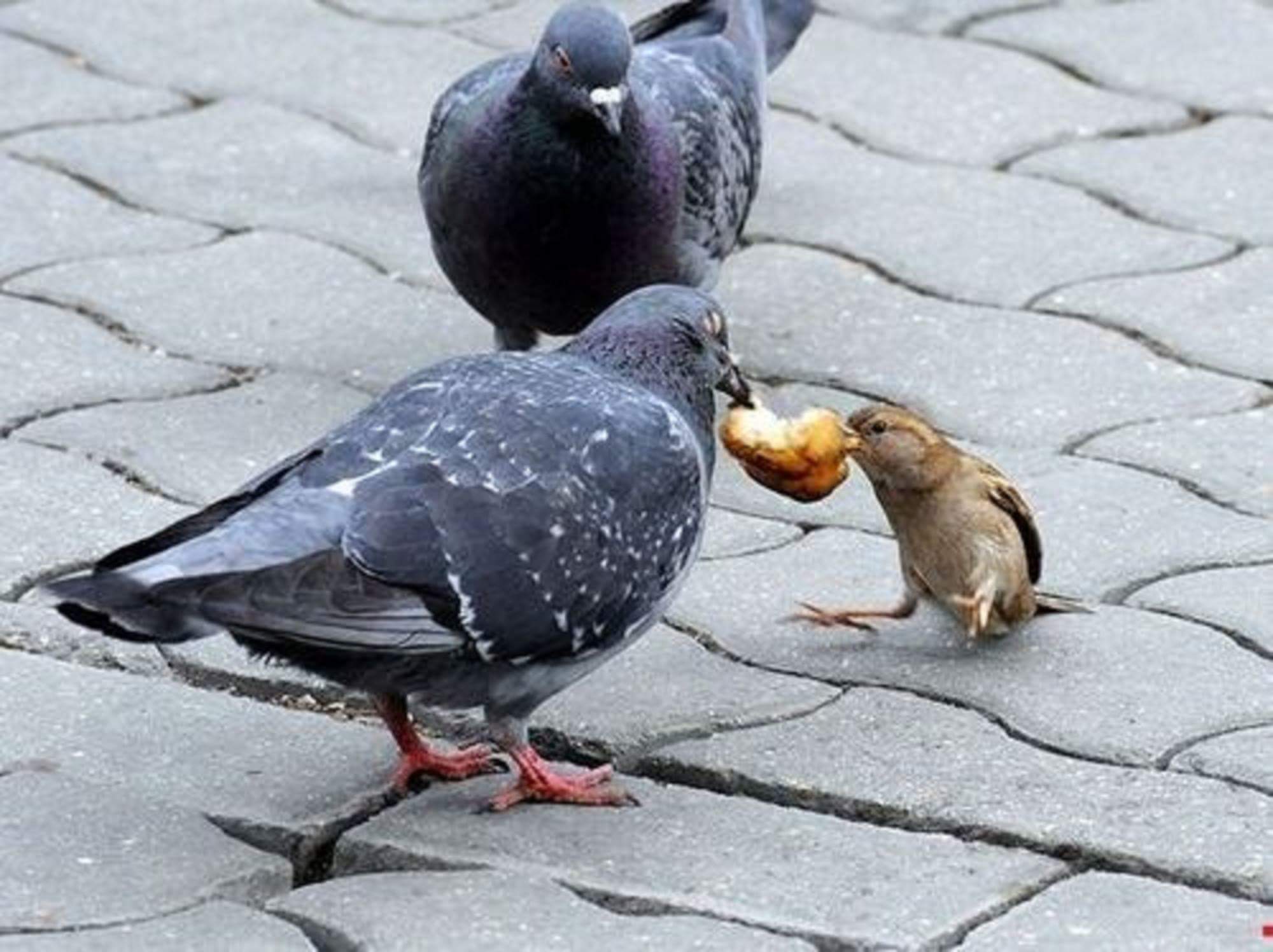 GÜVERCİNLE SERÇENİN EKMEK KAVGASI