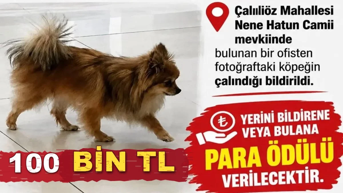Kırıkkale'de kayıp köpek için 100 bin TL ödül!